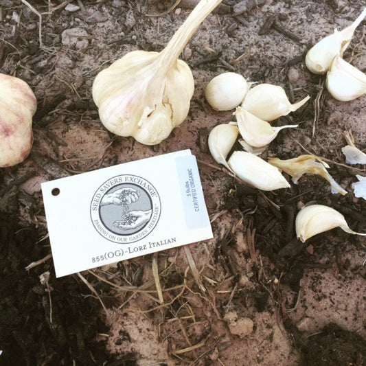 Organic Garlic Going Down!