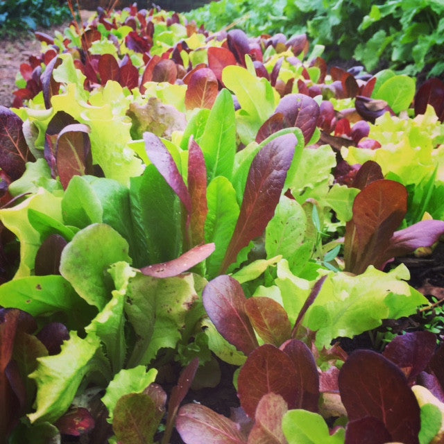 The Lettuce Of Our Dreams...