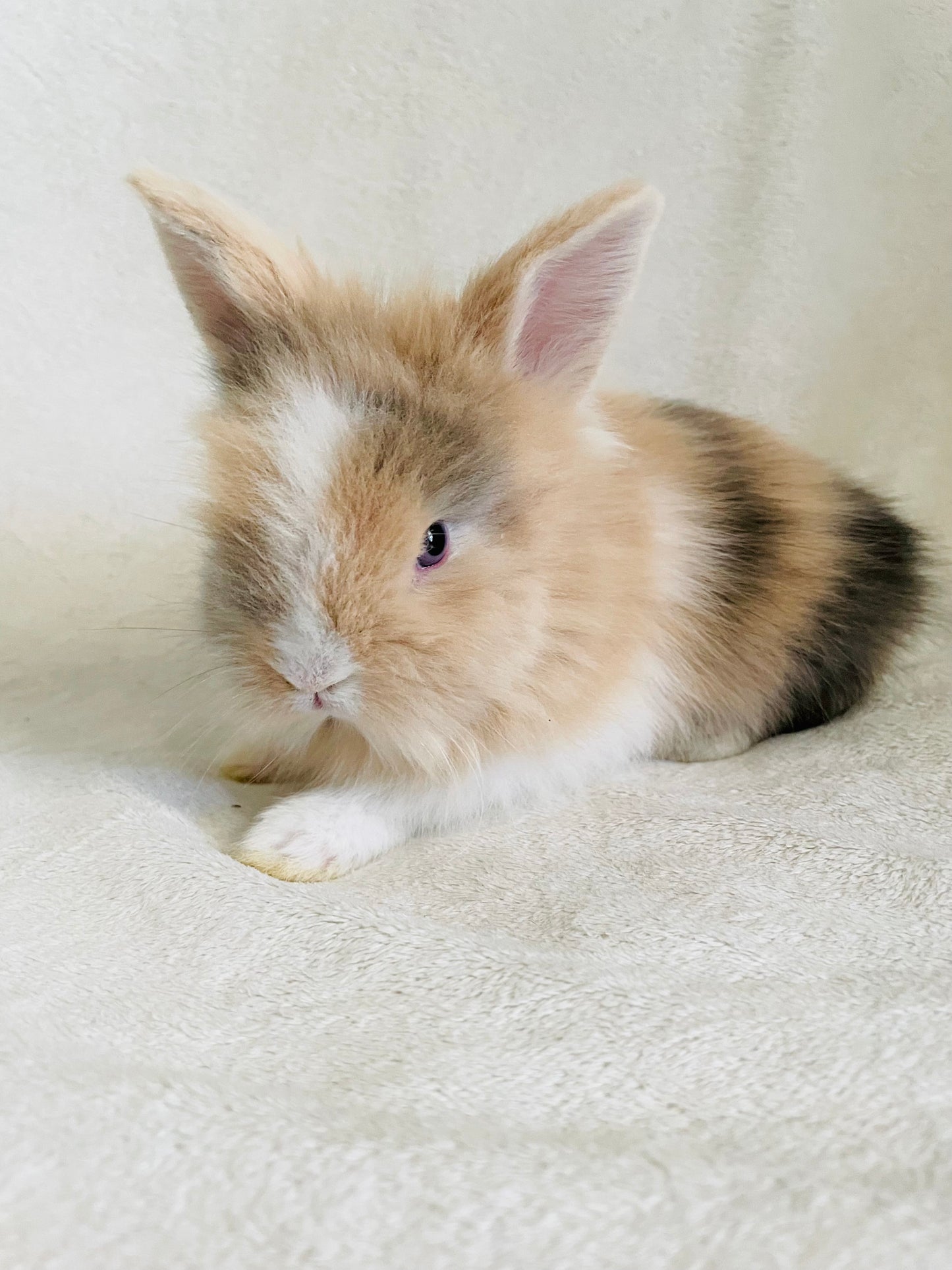 CORIN - Lionhead Bunny for Adoption