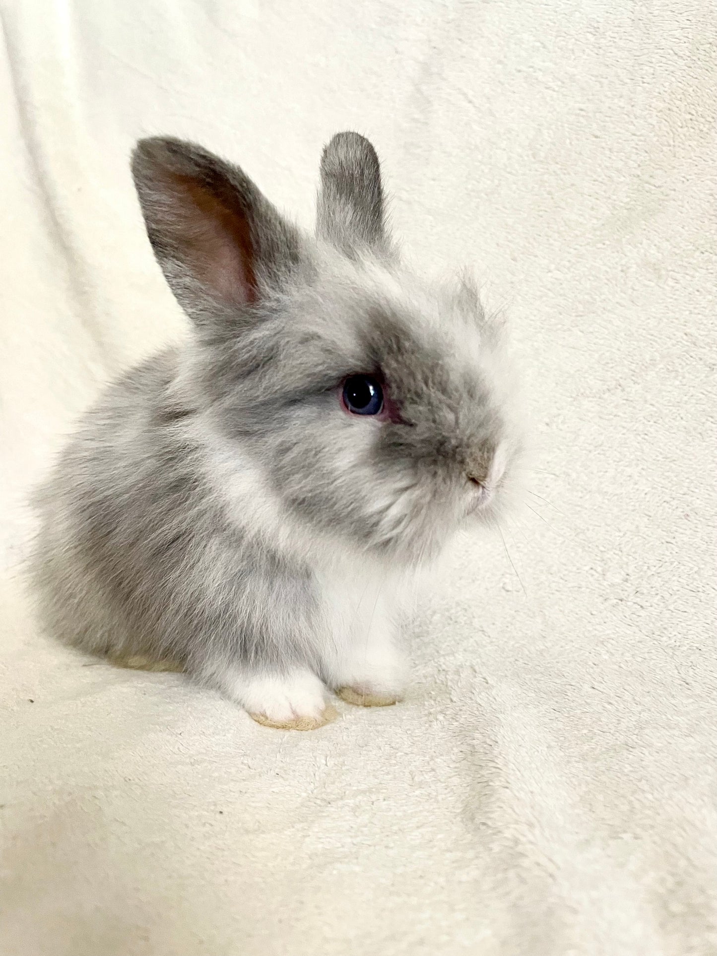 COY - Lionhead Bunny for Adoption