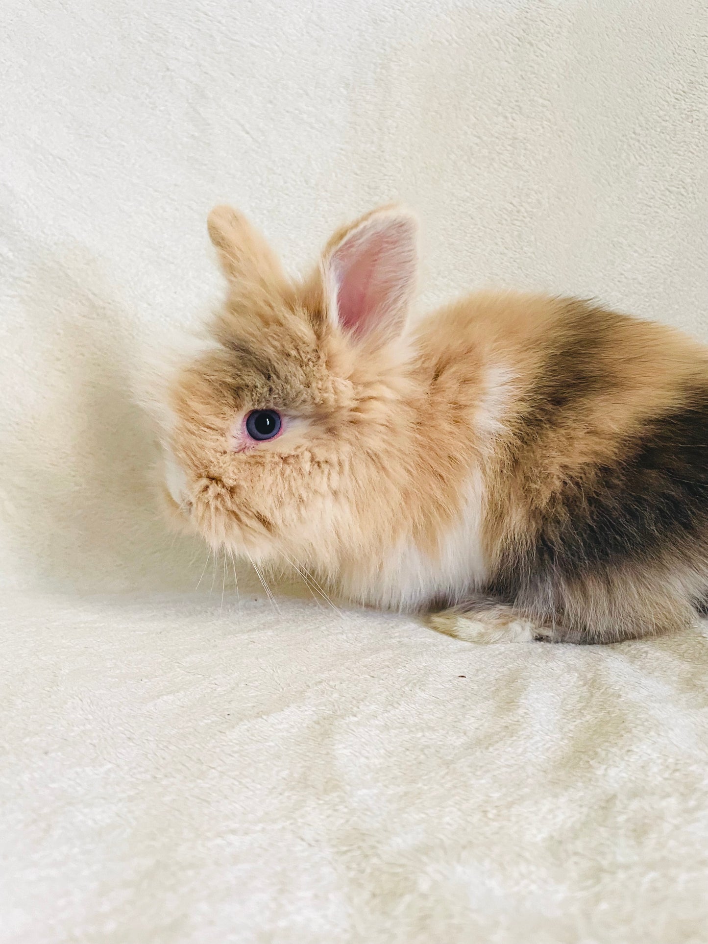 CORIN - Lionhead Bunny for Adoption