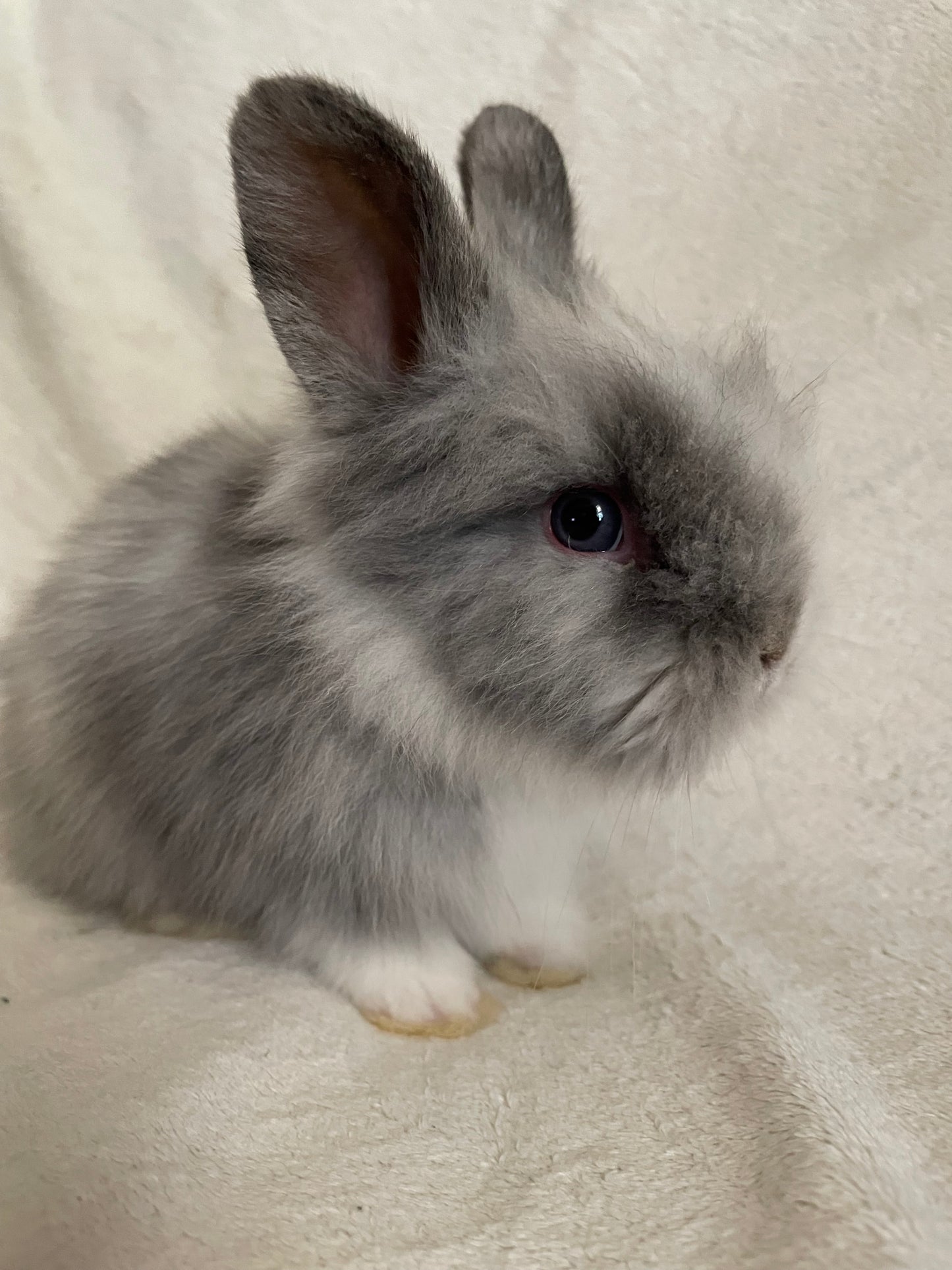 COY - Lionhead Bunny for Adoption