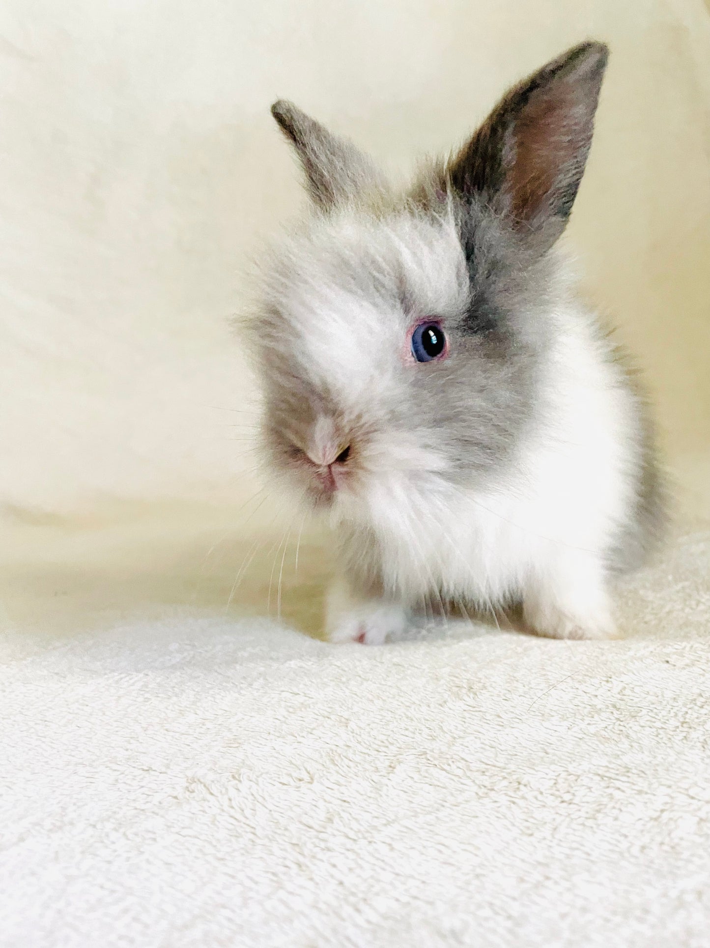 COY - Lionhead Bunny for Adoption