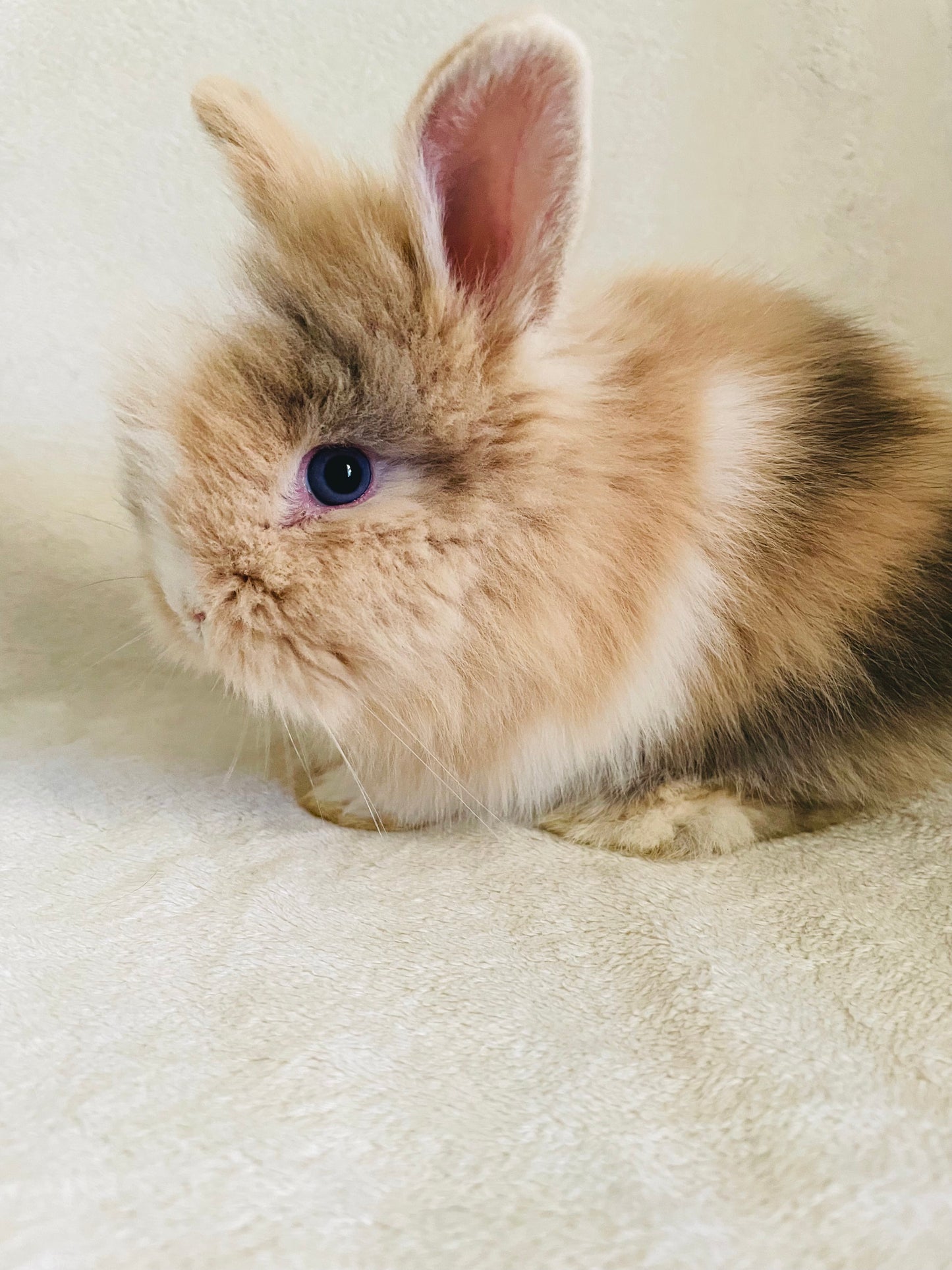 CORIN - Lionhead Bunny for Adoption