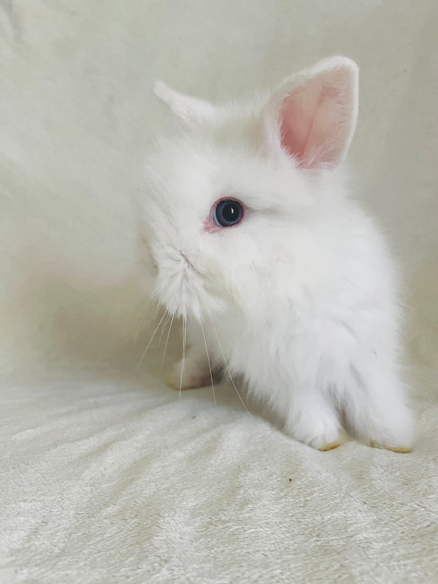 CLOUD - Lionhead Bunny for Adoption