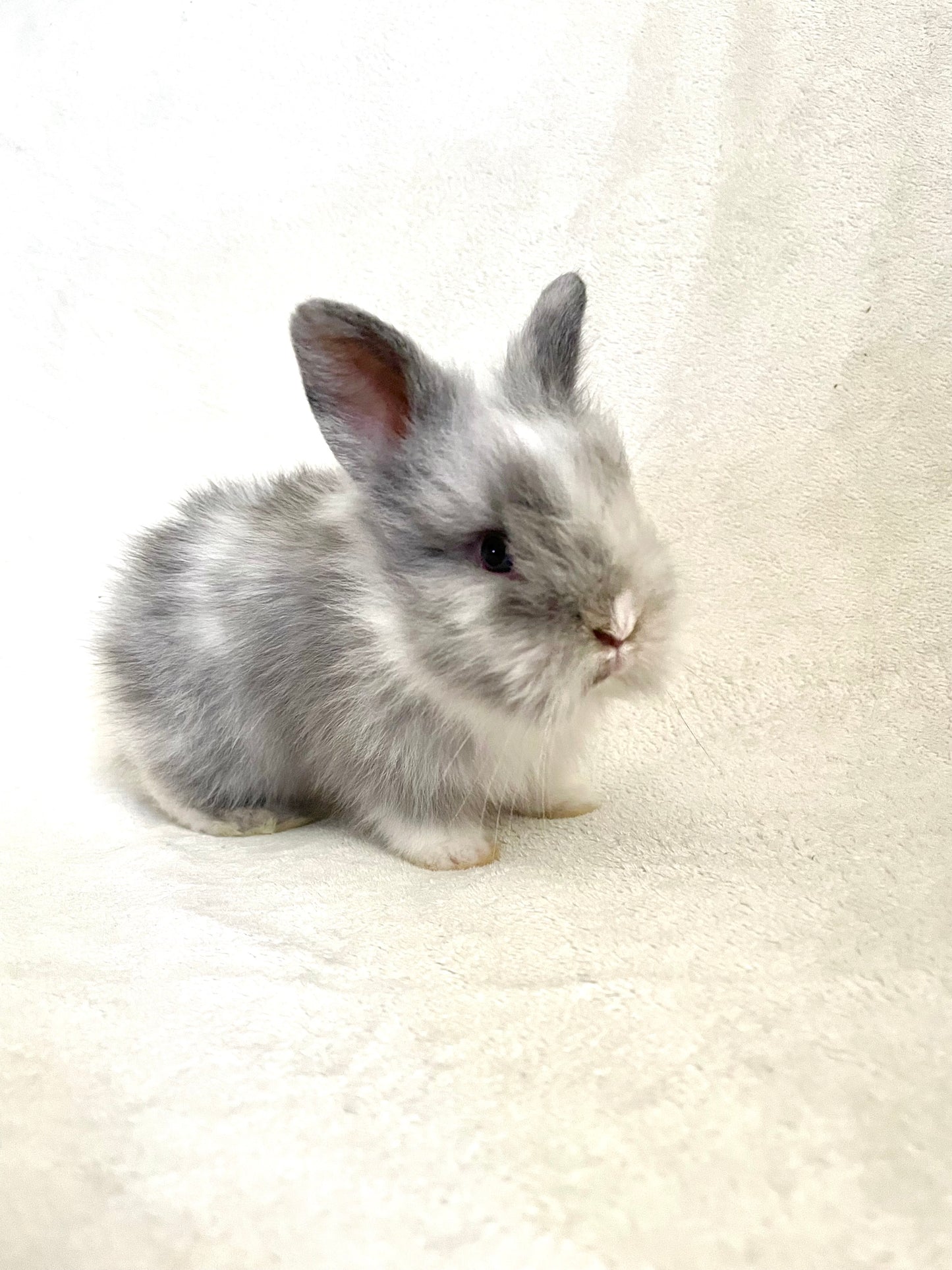 COY - Lionhead Bunny for Adoption