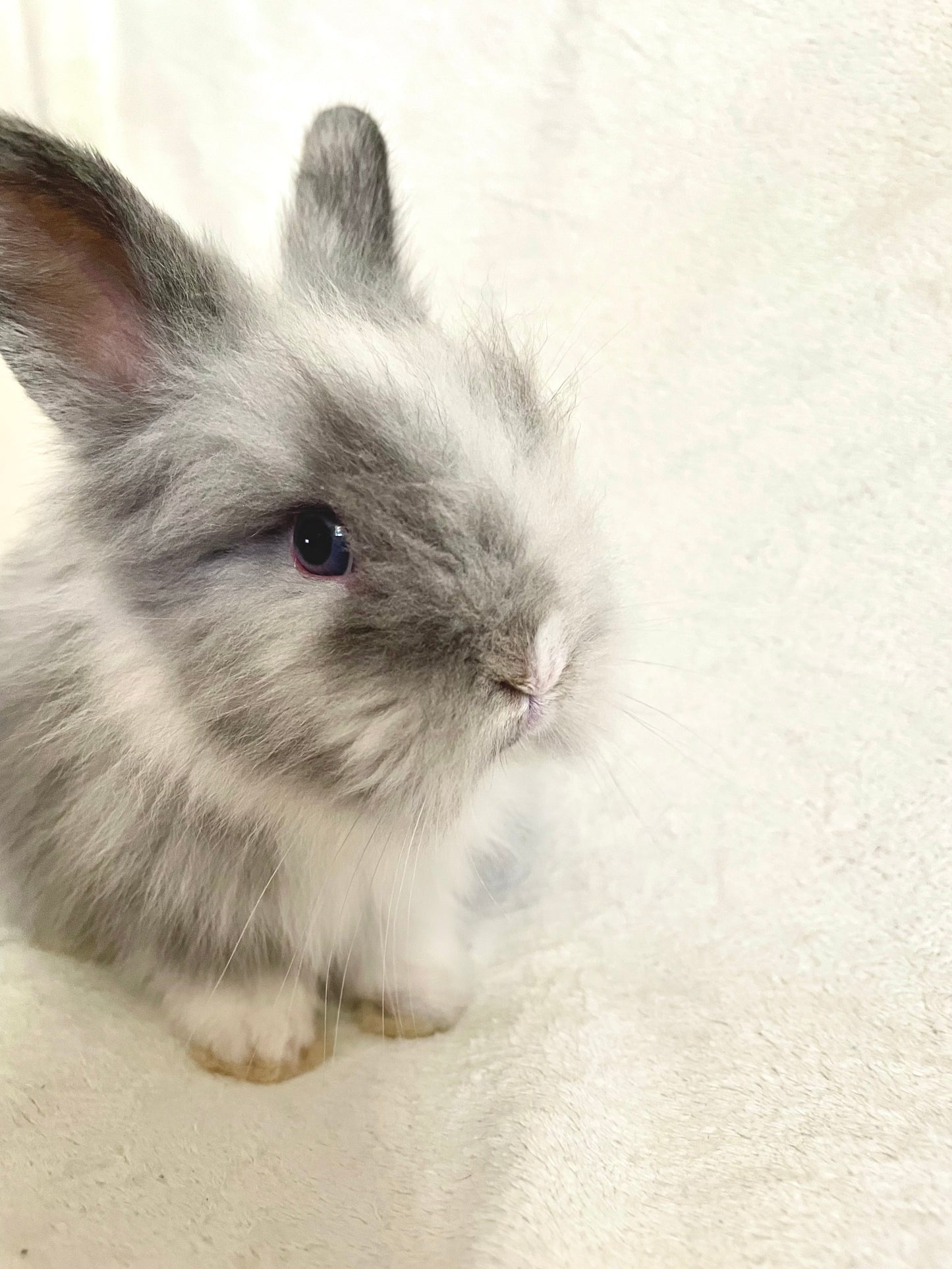 COY - Lionhead Bunny for Adoption