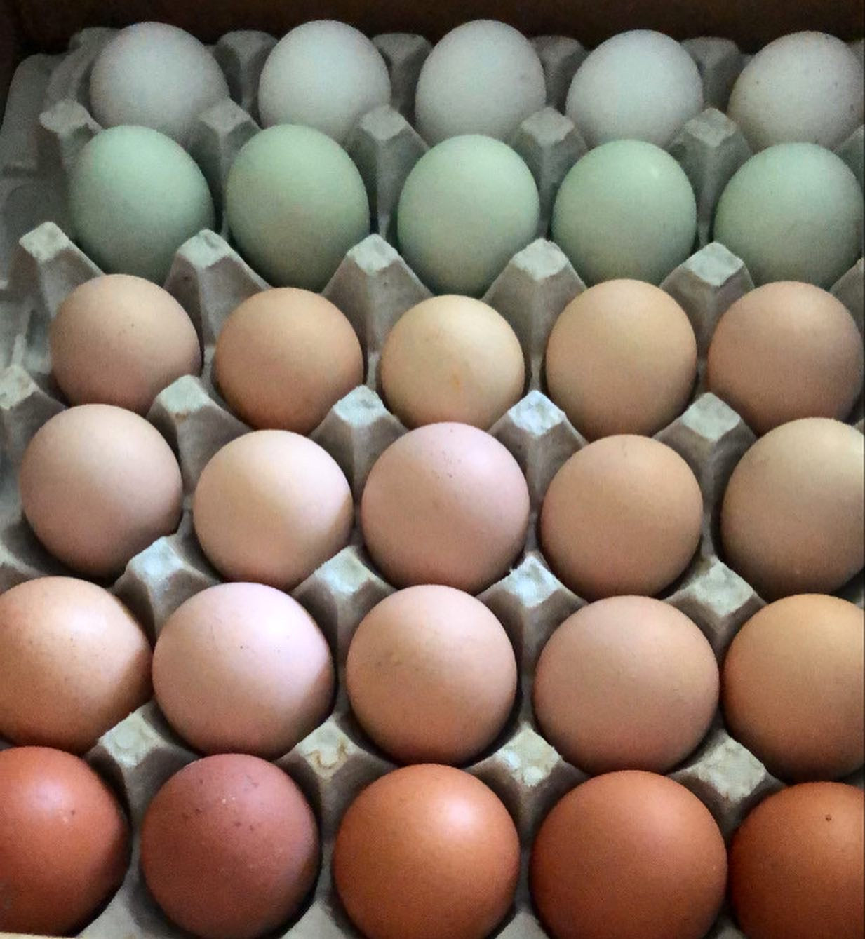 Farm Fresh Eggs (Dozen)